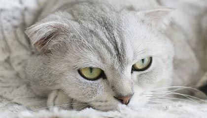 九游-高尔夫大师赛：中国球手首次跻身周末轮，高尔夫中国业余公开赛